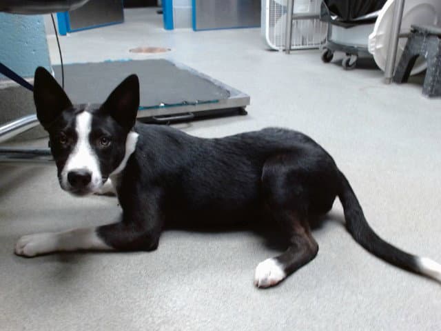 Damien - Border Collie