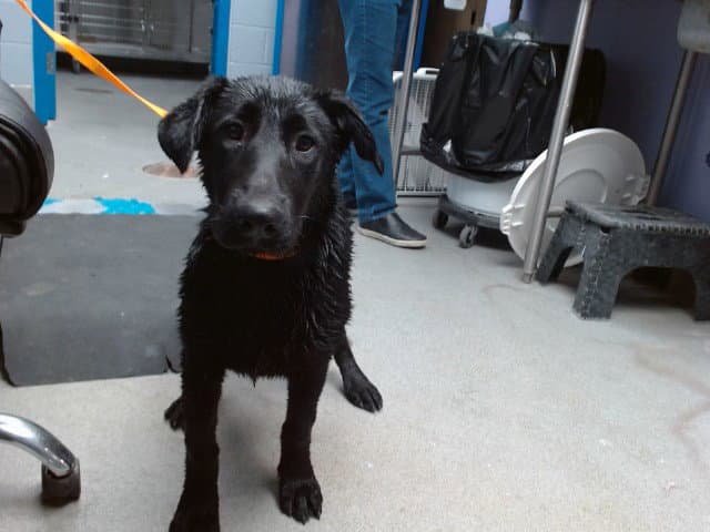 Missy - Labrador Retriever