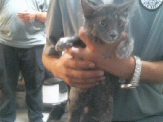 Drcat - Domestic Medium Hair