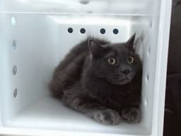 Drcat image 1