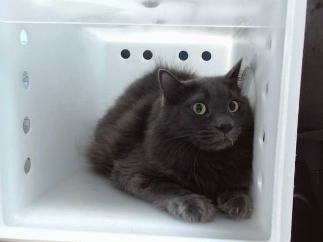 Drcat - Domestic Medium Hair
