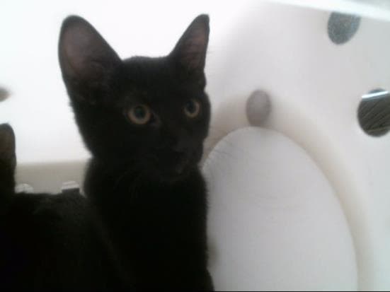 Mocha - Domestic Short Hair