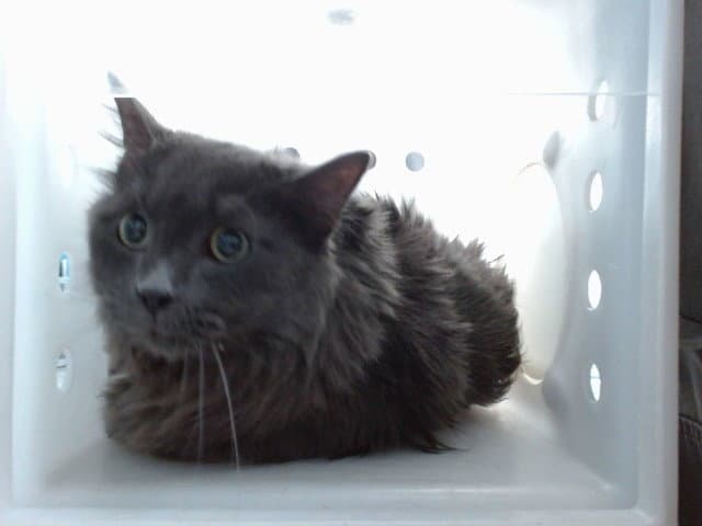 Mushu - Domestic Short Hair