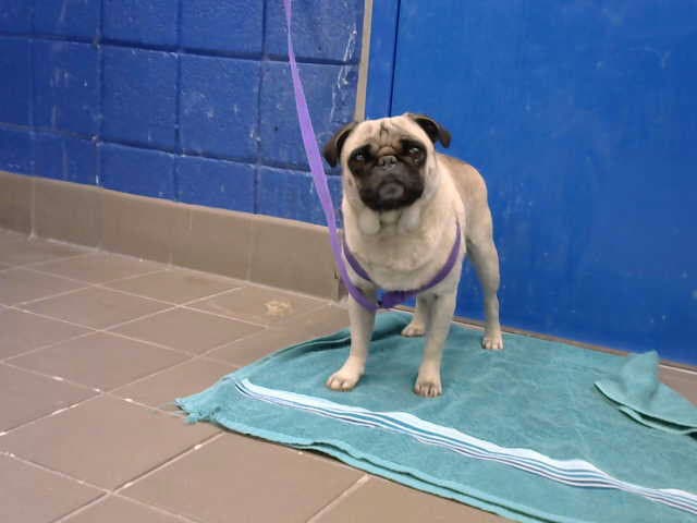Ping-Pong - Pug