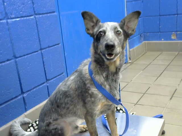 Bandit - Queensland Heeler