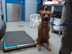 Bluey image 1