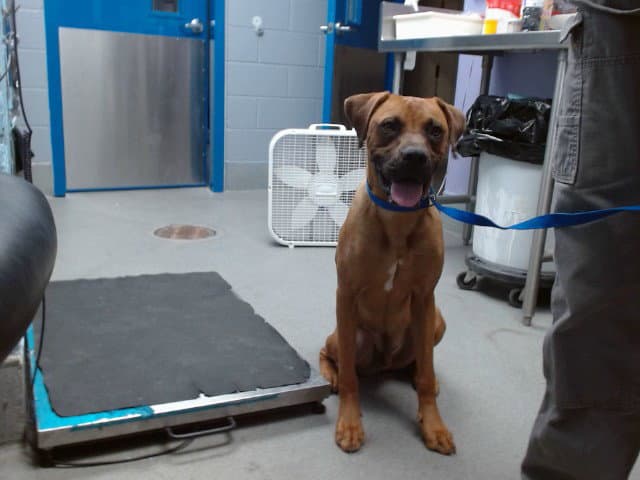 Bluey - Boxer
