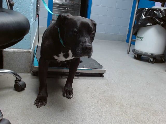 Oso - American Pit Bull Terrier