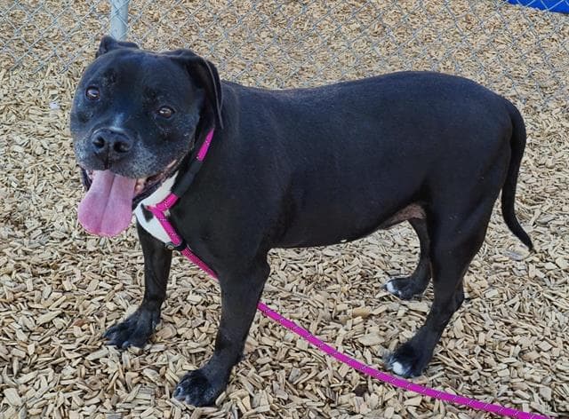 Oso - American Pit Bull Terrier