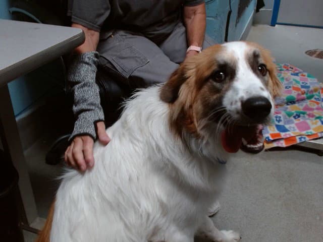 Koda - Great Pyrenees