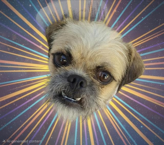 Lola - Pug