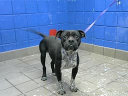 Pepper image 1