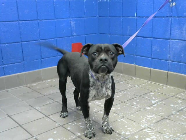 Pepper - American Pit Bull Terrier