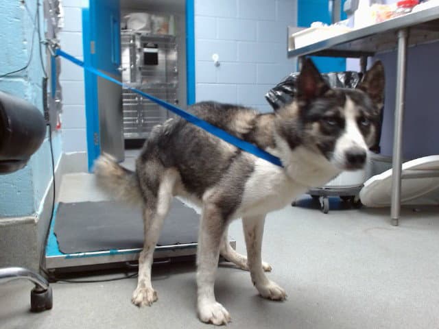 Chance - Husky