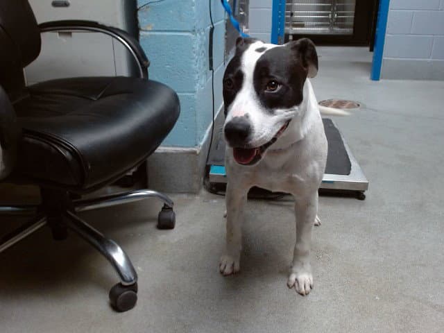 Connor - Pit Bull Terrier