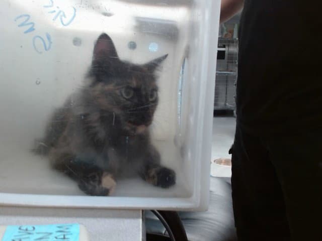 Athena - Domestic Medium Hair