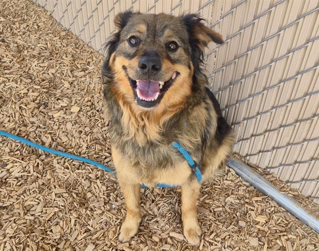 Maggie - Australian Shepherd