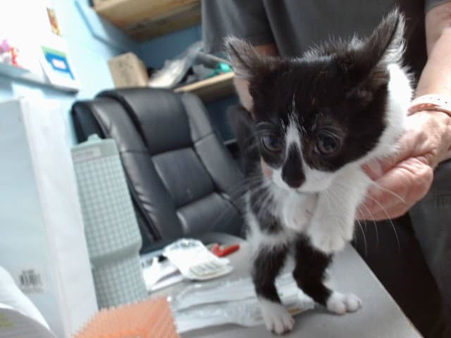 Cleo - Domestic Short Hair