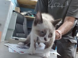 Luca image 1