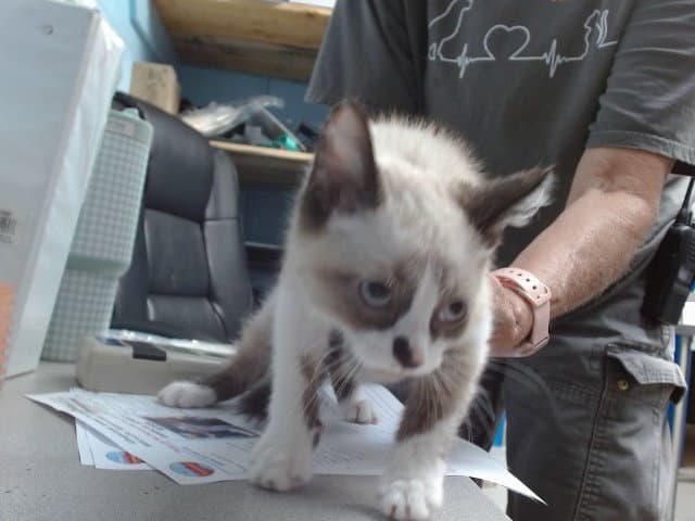 Luca - Snowshoe