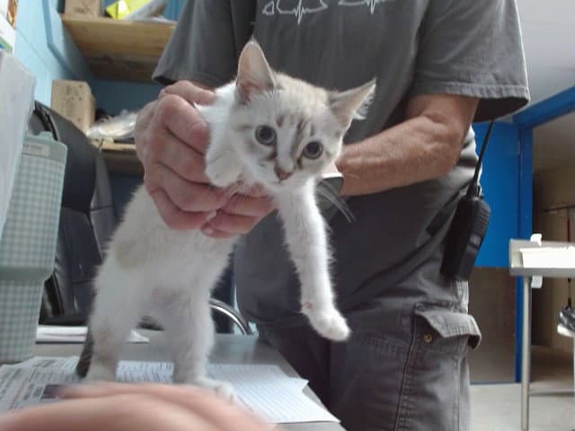 Marco - Domestic Short Hair
