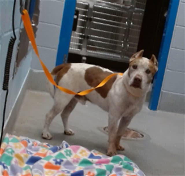 Smalls - American Pit Bull Terrier