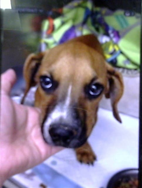 Dash - Dachshund