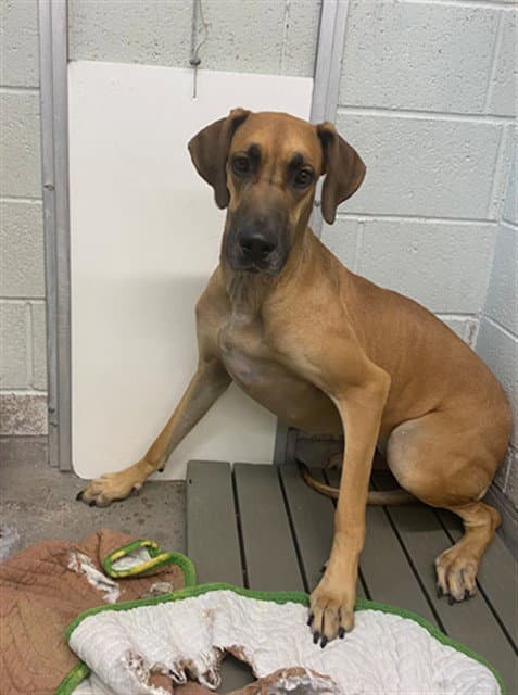 Velma - Great Dane