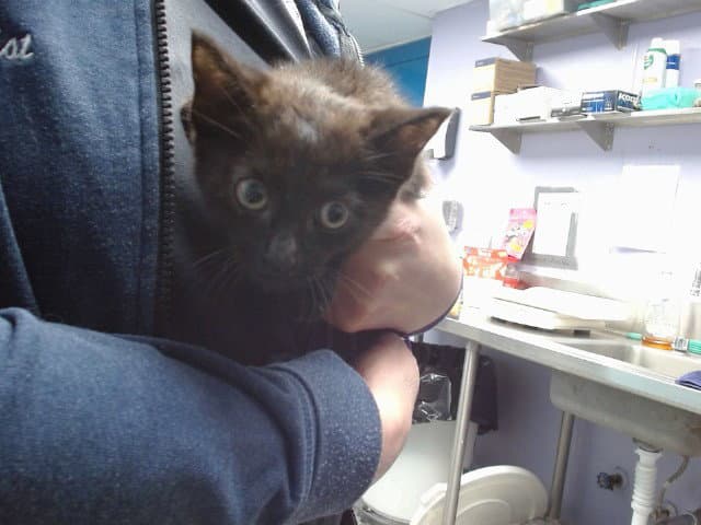 Bolt - Domestic Short Hair