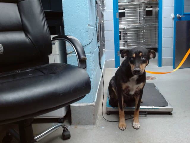 Rocky - Rottweiler