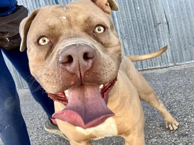 Mufasa - American Bulldog