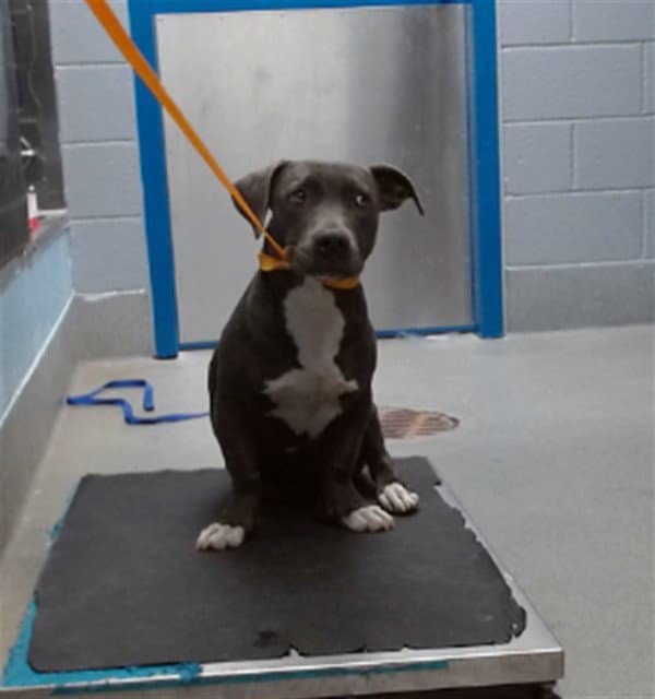 Lola - American Pit Bull Terrier