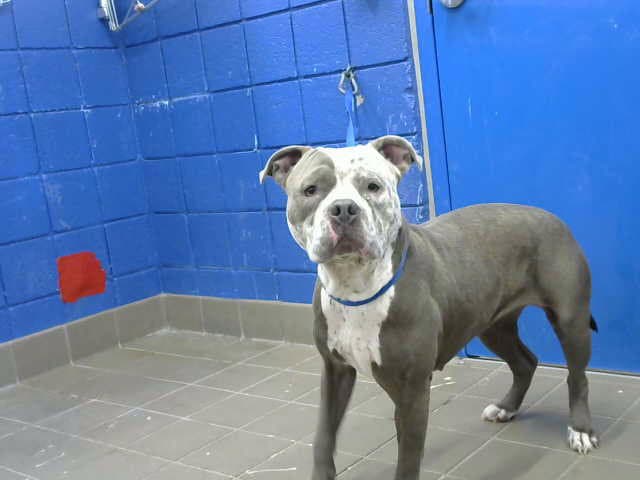 Jen - American Pit Bull Terrier
