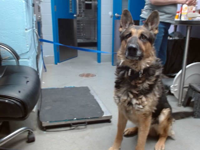 Genesis - German Shepherd Dog