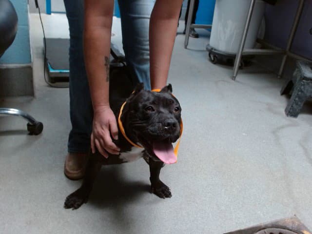 Sheba - American Bulldog