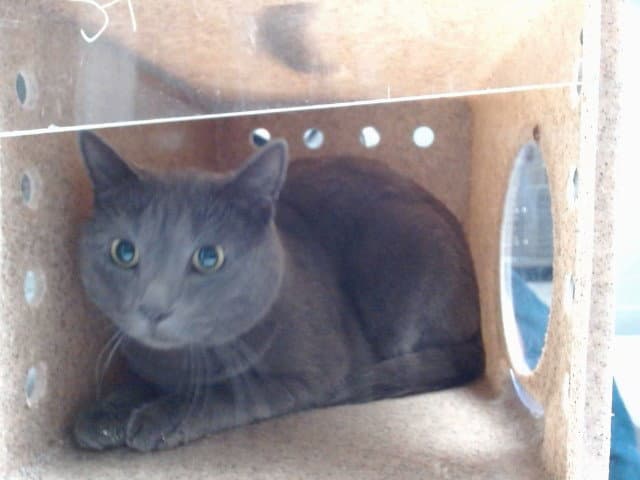 Buebue - Domestic Short Hair