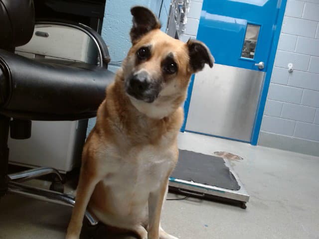 Yazzy - Australian Cattle Dog/Blue Heeler