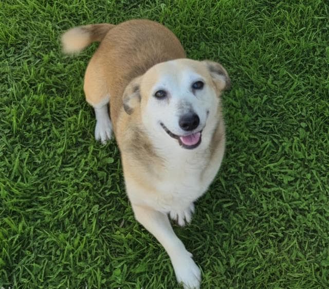 Belinda - Cardigan Welsh Corgi