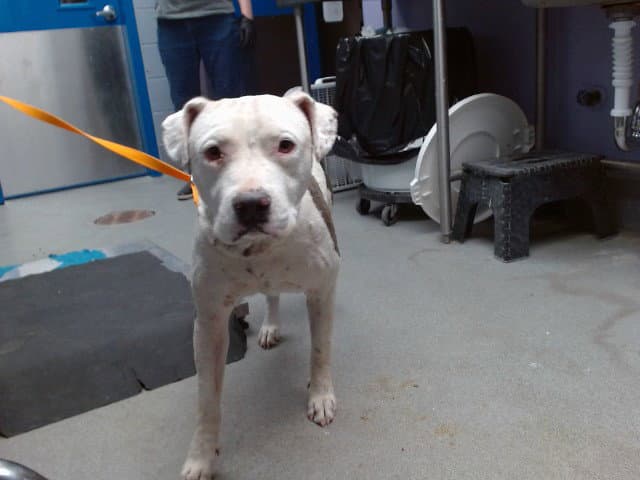 Ingrid - American Pit Bull Terrier