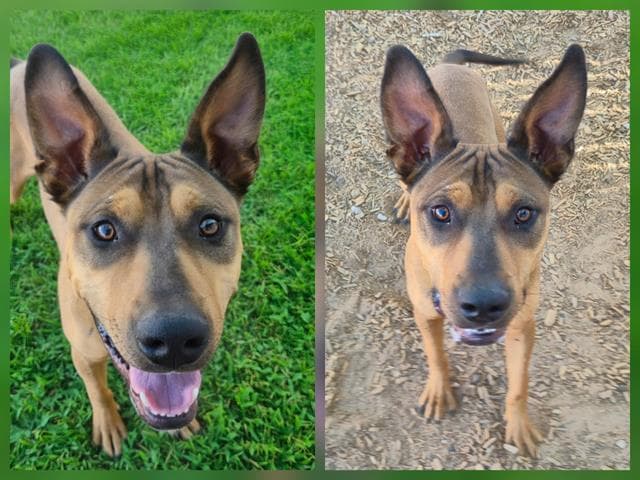 Zayden - American Pit Bull Terrier
