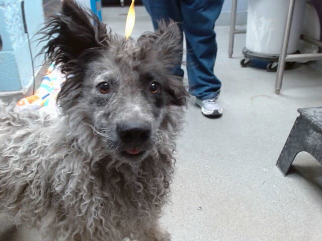 Gem - Australian Shepherd