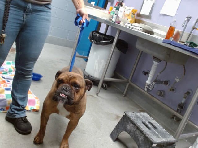 Doug - American Bulldog