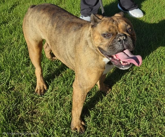 Doug - American Bulldog