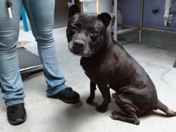Bobo image 1