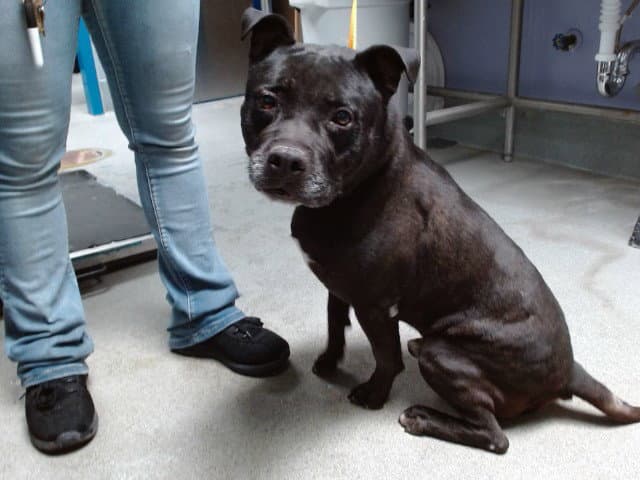 Bobo - American Pit Bull Terrier