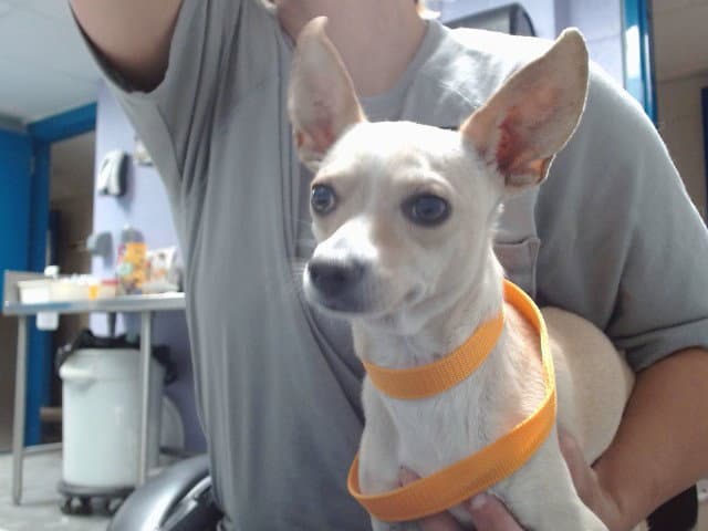 Speedy - Chihuahua