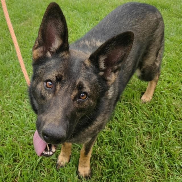 Reyn - German Shepherd Dog