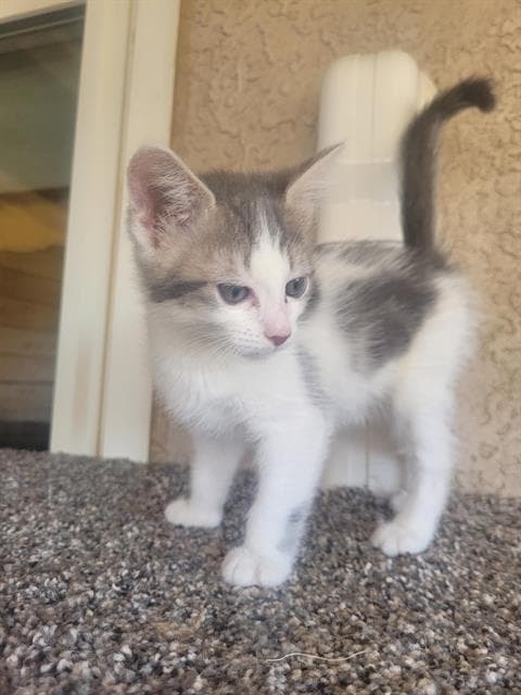 Falia - Domestic Short Hair