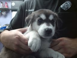 Blueberry image 1