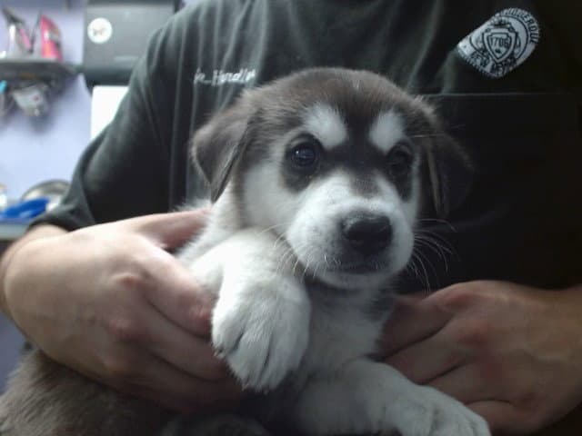Blueberry - Australian Cattle Dog/Blue Heeler